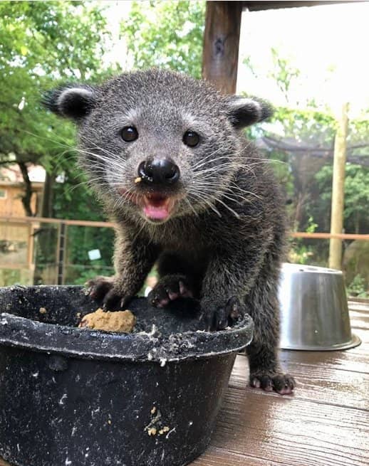 Farmyard & Petting Zoo