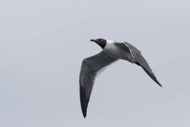 Interactive Dioramas