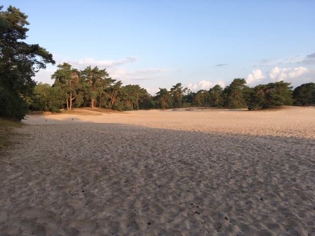 Piney margins