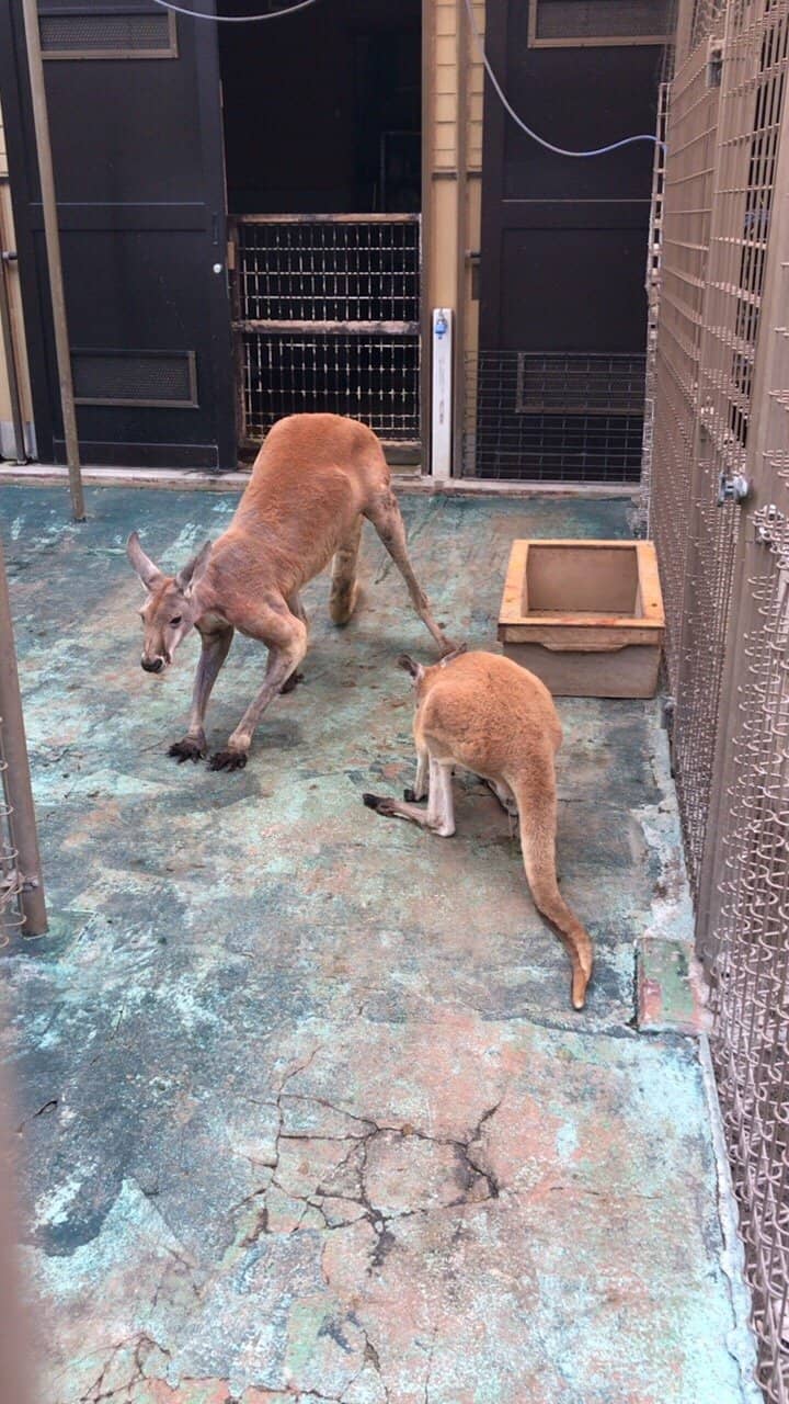 Animal Encounters