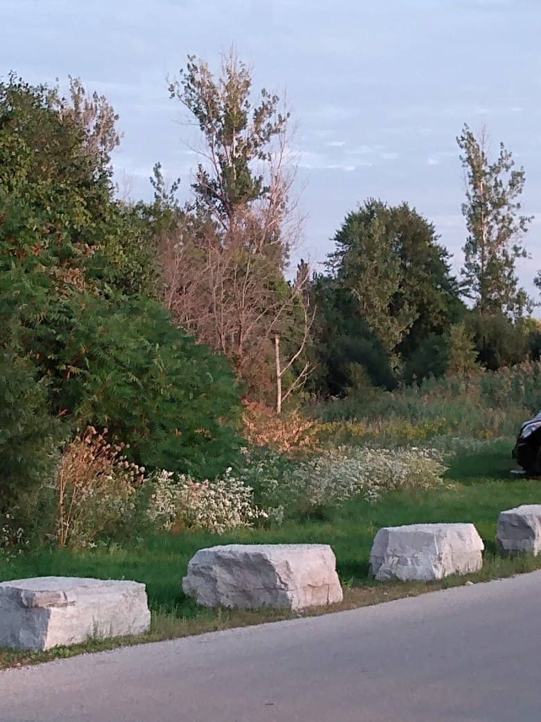 Dog Park Community