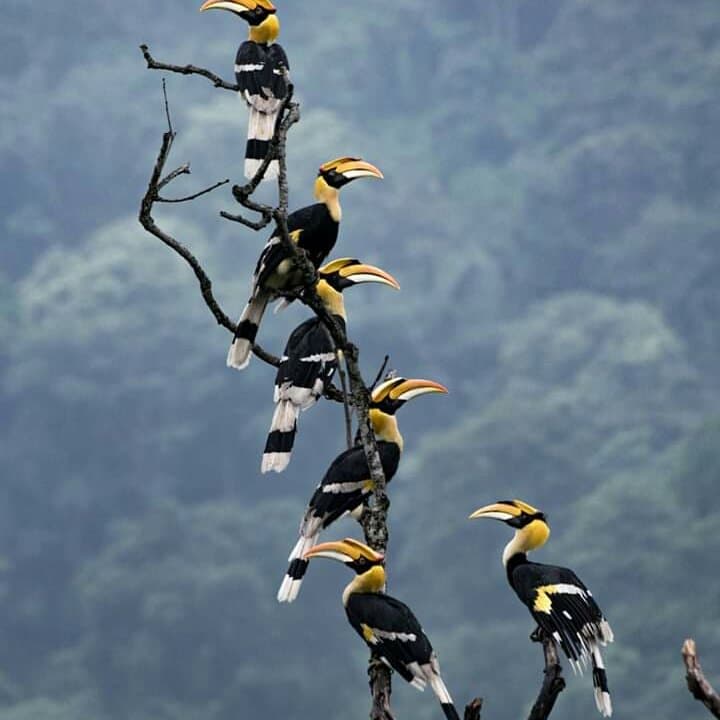 Hornbills