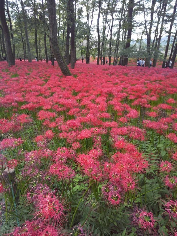 Bird's Eye Viewpoint