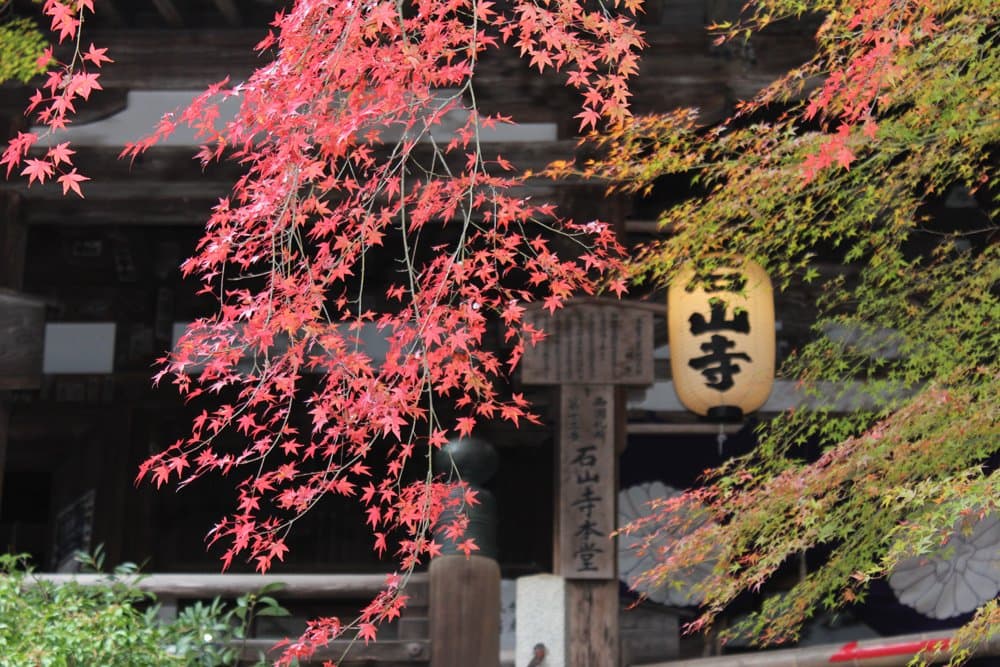石山寺本堂(国宝)。11月中旬から12月頭にかけては紅葉に彩られます。