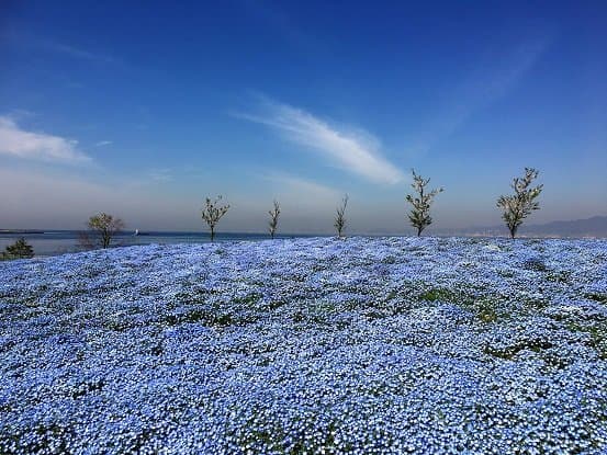 ネモフィラ祭り