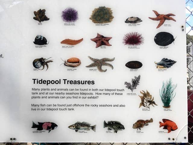 Tidepool Walks