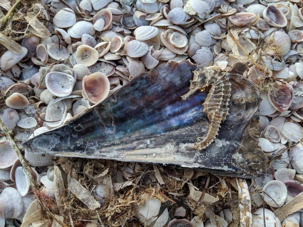 Pristine White Sand Beaches