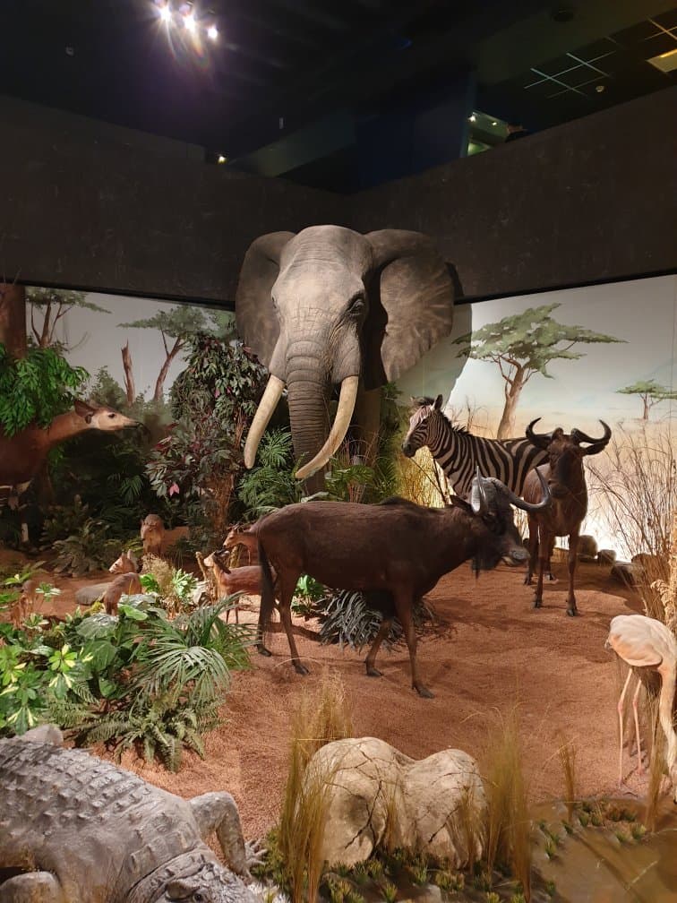 Natural History Museum Geneva