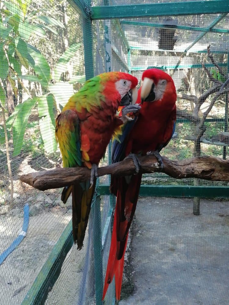 Akumal Natura Rescue