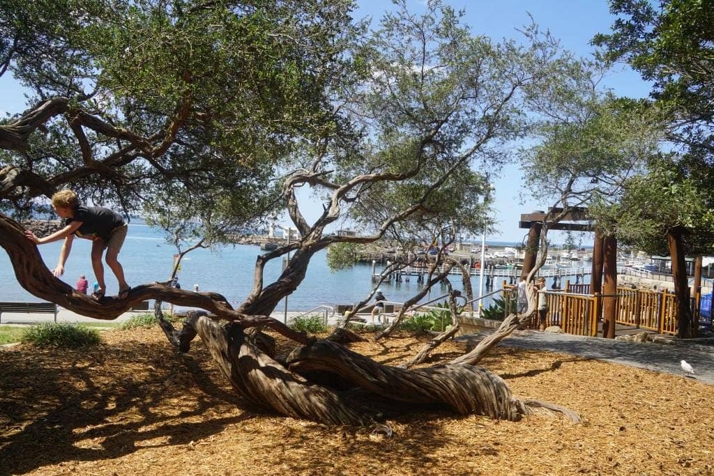 Harbourfront Cafes & Dining