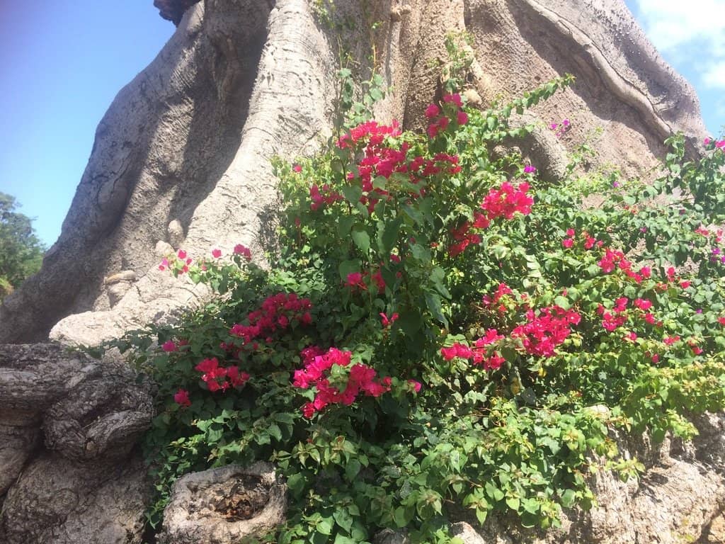 Noche de las Estrellas Event