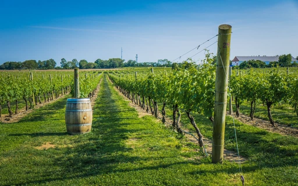 Newport Vineyards