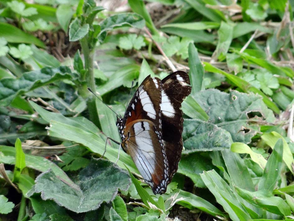 Kemuning Sky Hills Glass Bridge