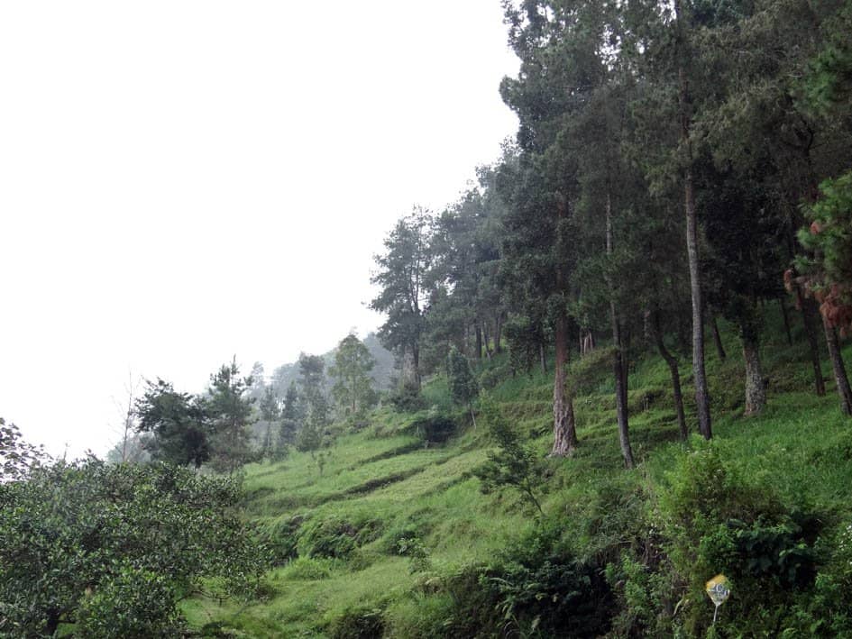 Lush Tea Plantations