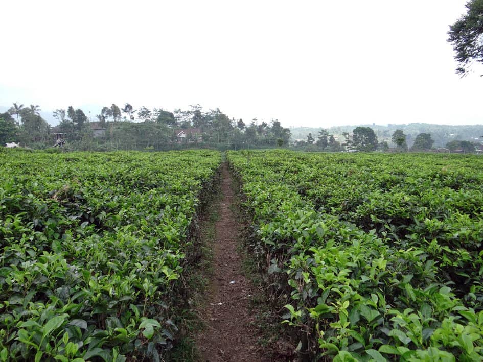 European-Style Architecture