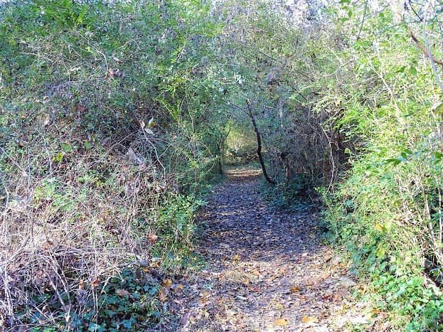 Wooded Trails