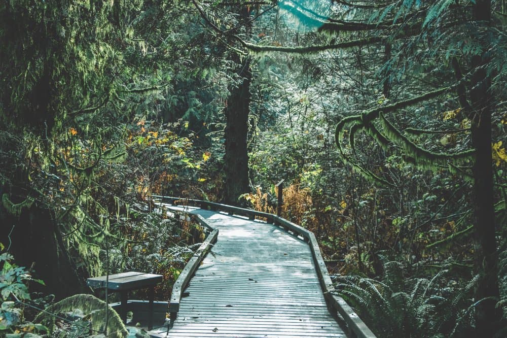 Elevated Boardwalk at the Northwest Stream Center