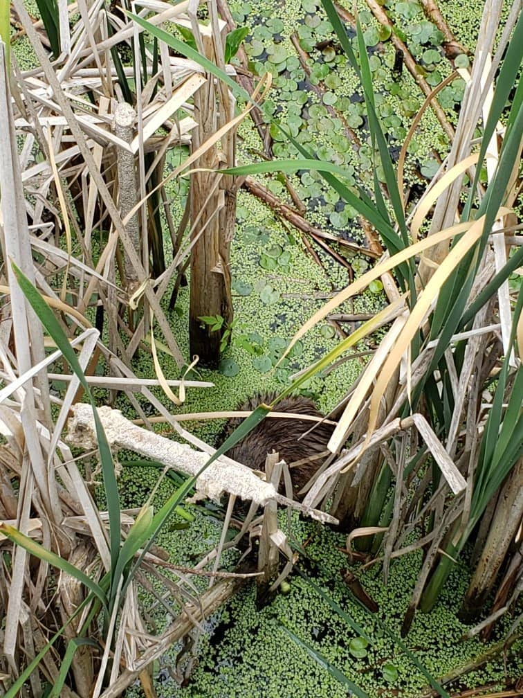 Close-Up Wildlife Encounters
