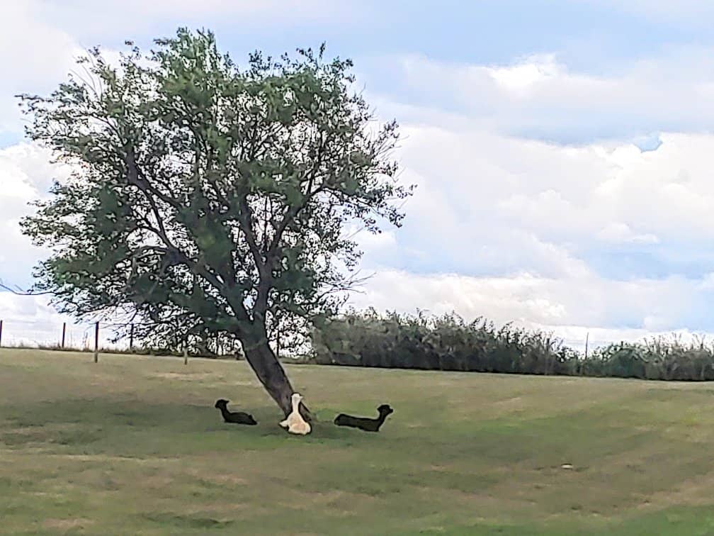 Farm Animals & Discovery Center