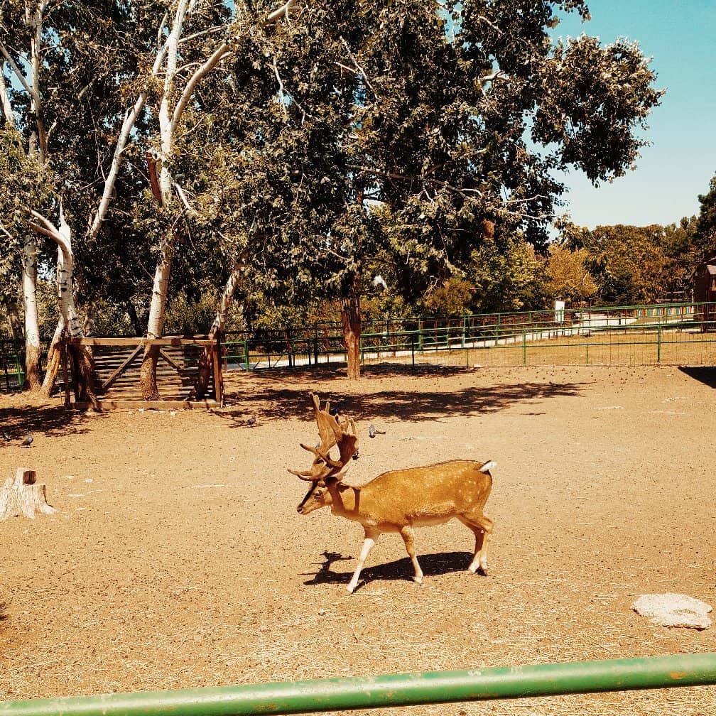 Friendly Peacocks & Zebras