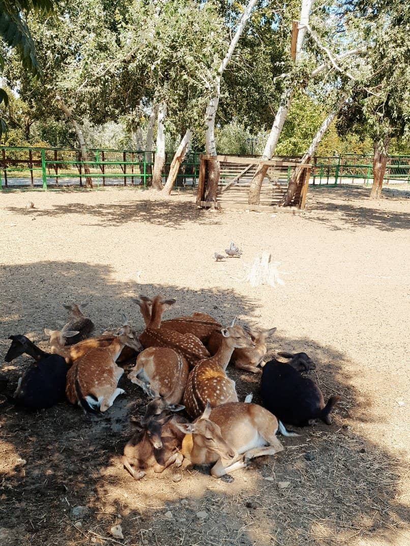 Rescue Center Aspect