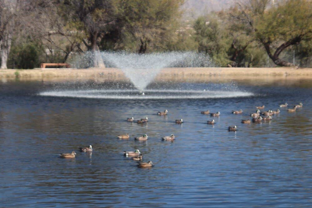 Duck and Turtle Pond