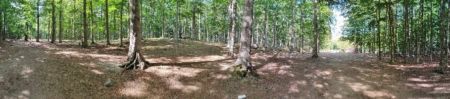 Beech Forests