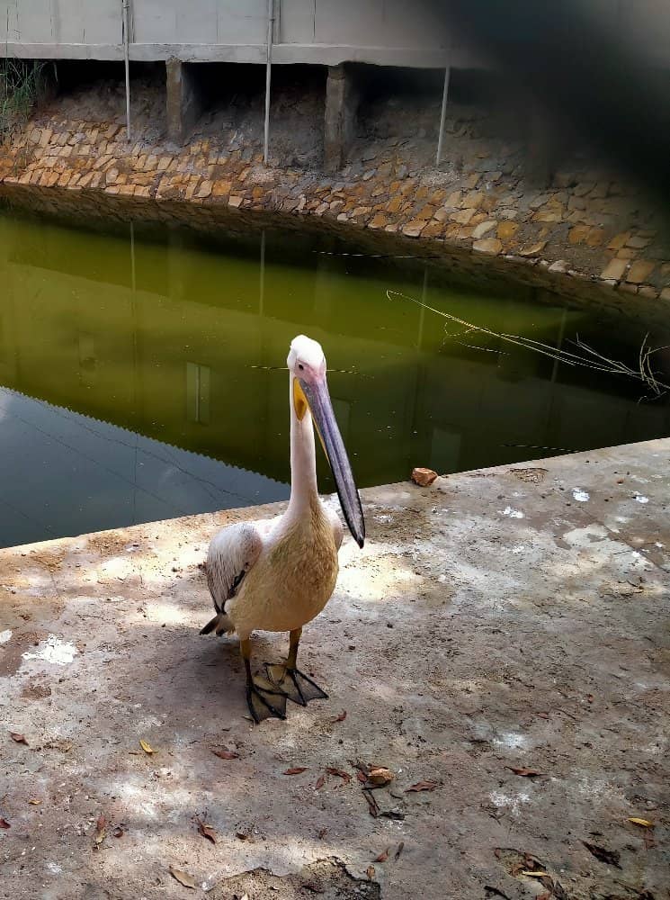 Birdwatcher's Paradise