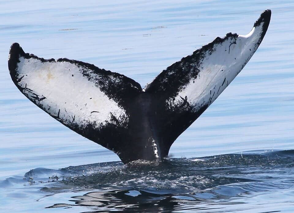 Coastal Scenery & Lighthouses