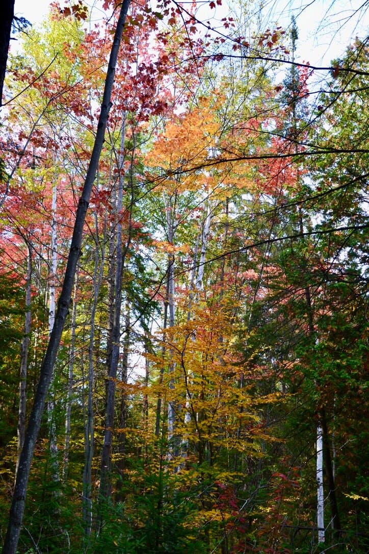 Variety of Fall colours