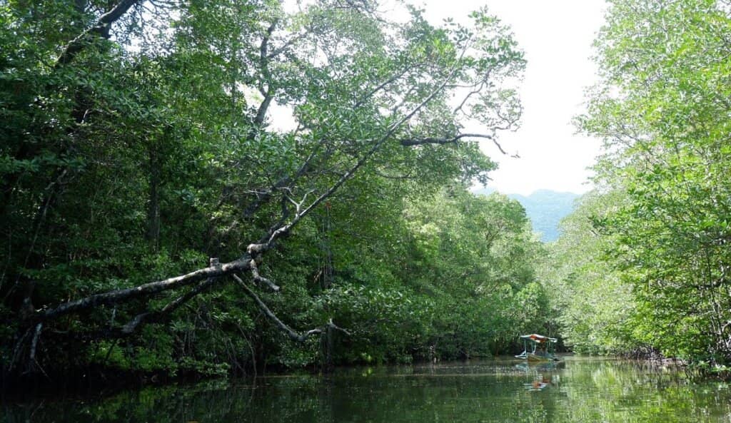 Serene Mangrove Paddle