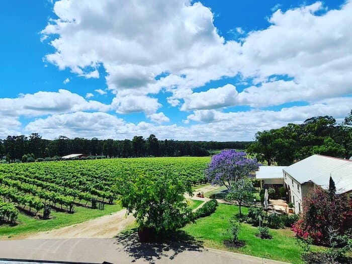 Tintilla Estate Wines, vineyard view