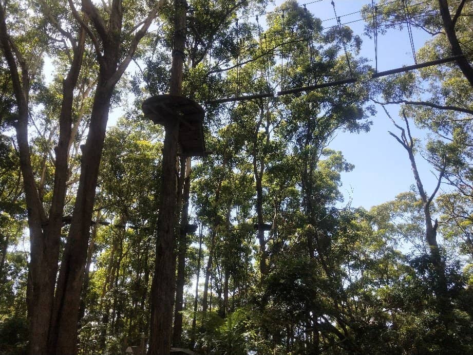 High-Flying Treetop Courses