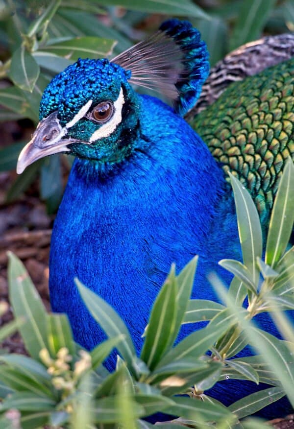 Close up of a male peacock. Breathtaking colors!