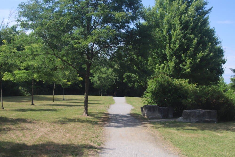 I like all these trees