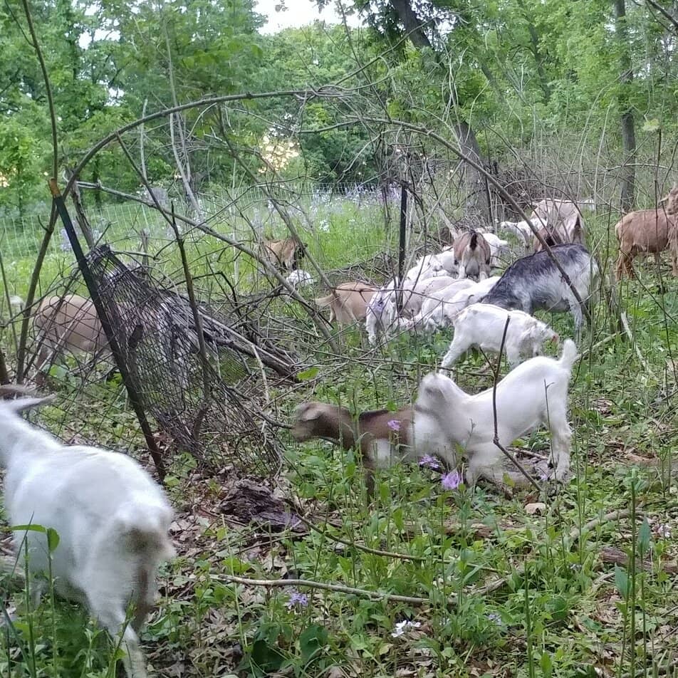 Nature Trails & Wildlife