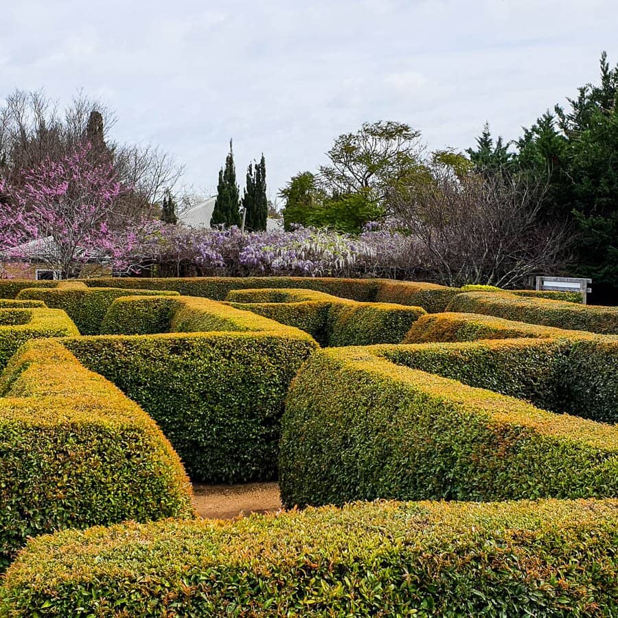The Enchanting Maze