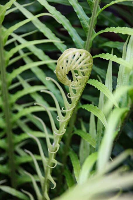 Jean Stevens Iris Collection