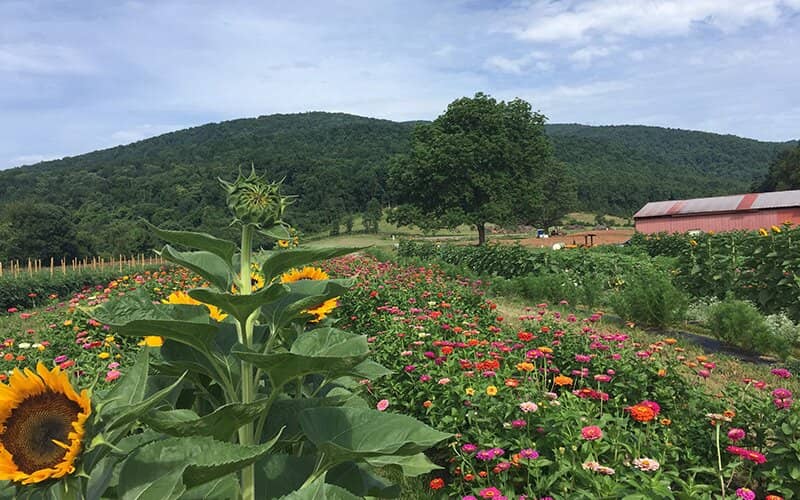 Scenic Blue Ridge Views