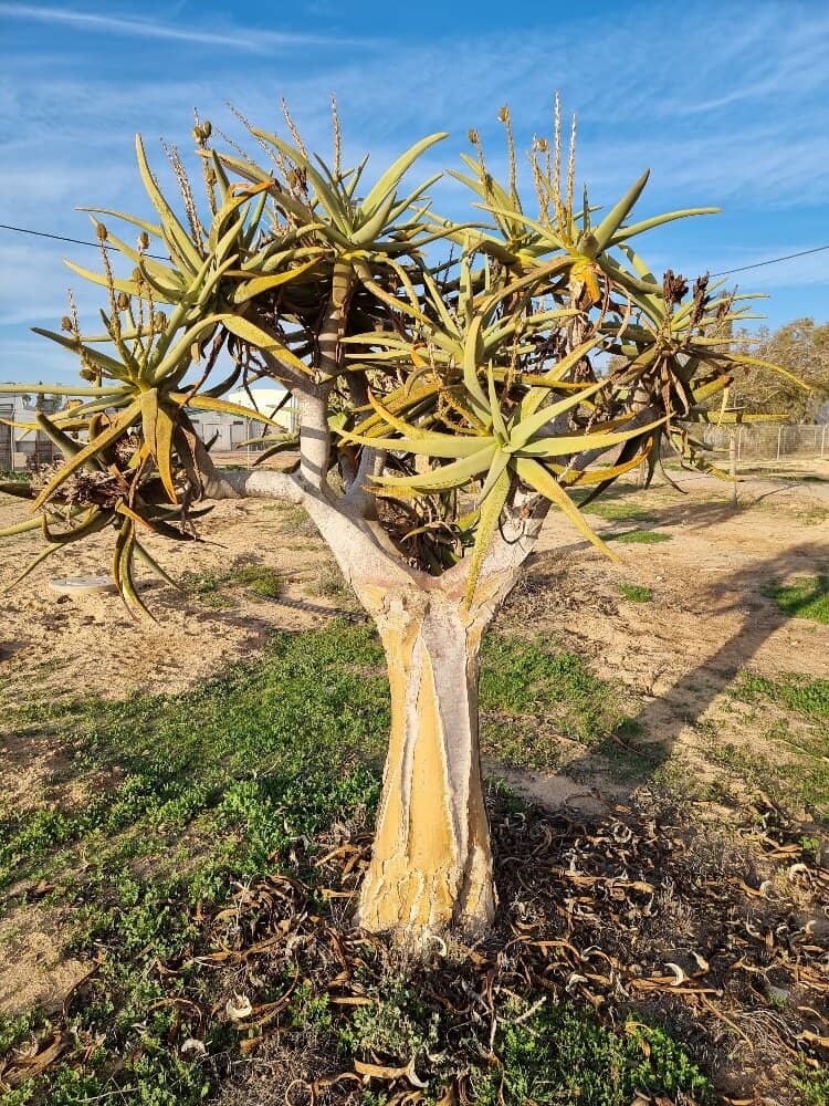 Kibbutz Life Artifacts