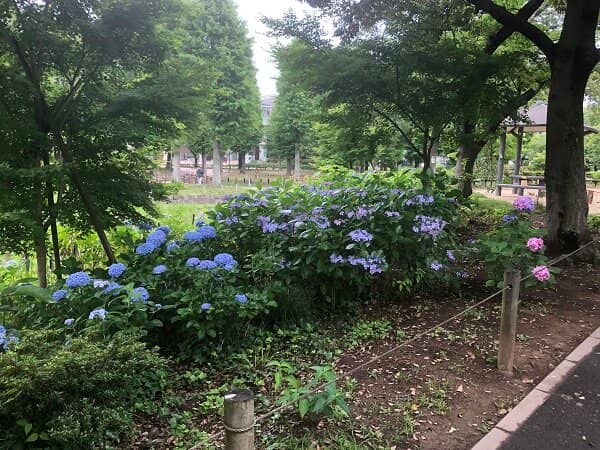 Peaceful Walking Paths