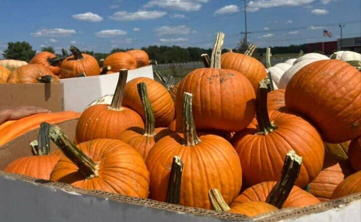 Local Flavors Galore