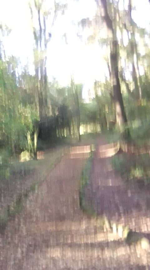 Wooded Trails