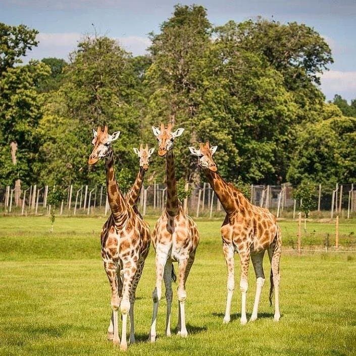 Outdoor to see the giraffes 🦒🤩😍