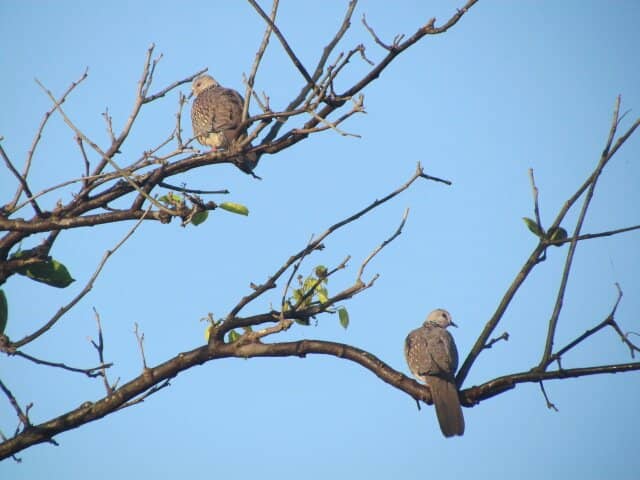Morning Birdwatching