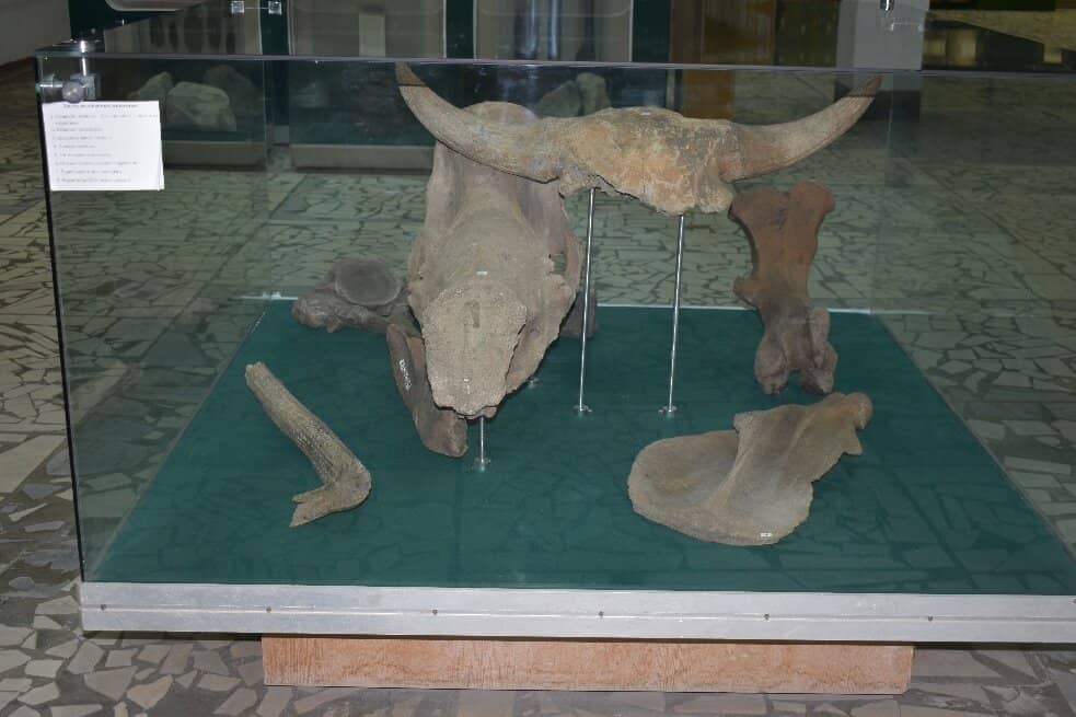 Flora and Fauna of Bryansk