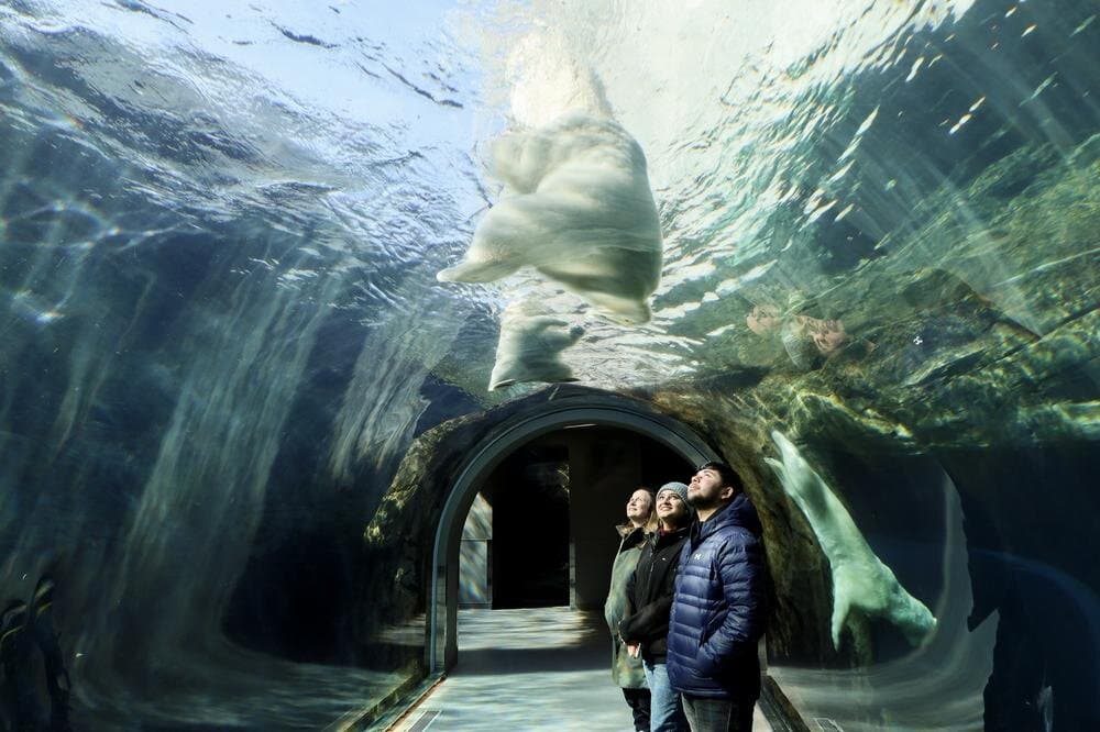 Discover the magic of the north in the heart of the continent.
The award-winning Journey to Churchill exhibit is the most comprehensive northern species exhibit of its kind in the world.