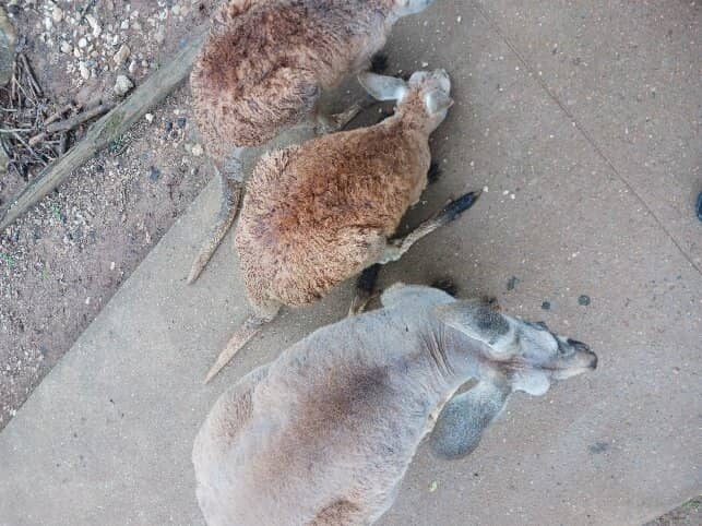 Interactive & Knowledgeable Guides