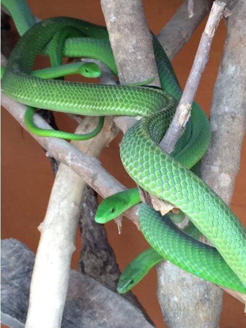 Diverse Reptile Collection