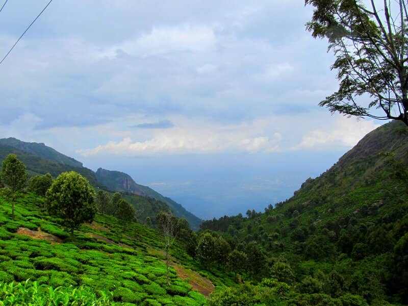 Untouched Tea Plantations